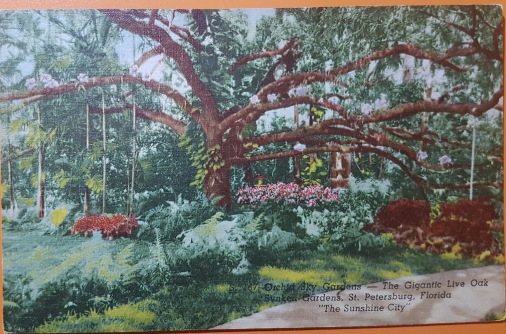 (image for) postcard USA - FL - Florida #0015